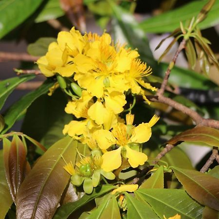 Green Coco Homestay هوي ان المظهر الخارجي الصورة